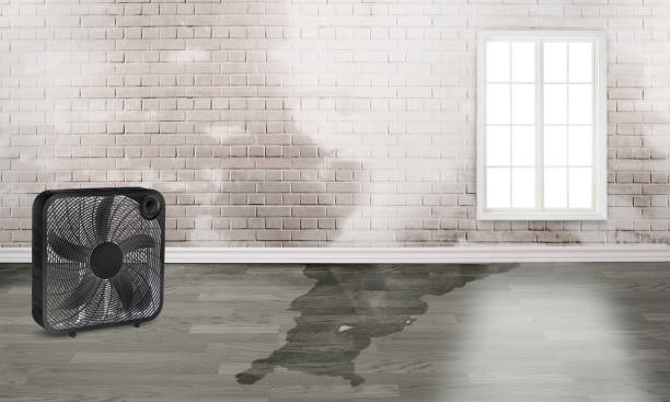 Best Flood restoration services  in Johnsburg, IL